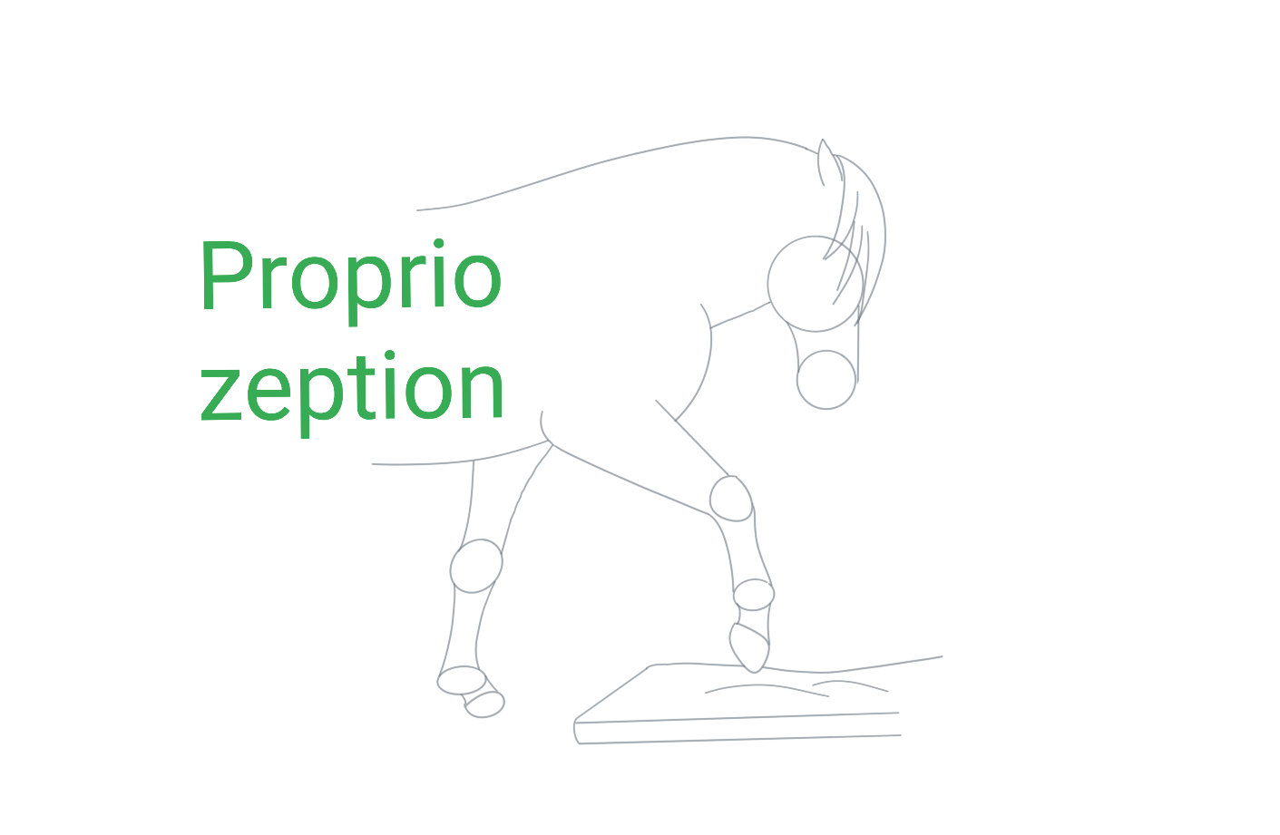 Propriozeption
